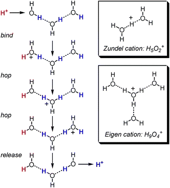 The Grotthuss mechanism of proton transport through water consists of several proton hopping steps and is believed to proceed through the Zundel and Eigen cations.