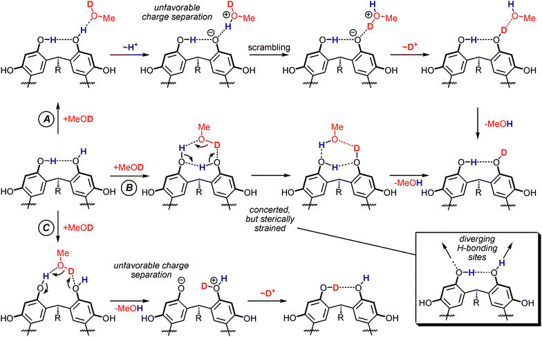 Three potential mechanistic pathways for an H/D-exchange reaction on a reso monomer. Pathway A involves only the OH group which is not involved in hydrogen bonding. B represents a concerted mechanism for the exchange proceeding through a six-membered transition state. Pathway C proceeds through an insertion of the methanol molecule into an intramolecular H-bond.