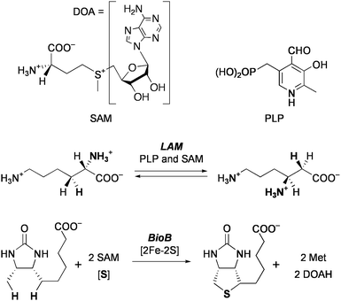 Examples of reactions catalyzed by radical SAM enzymes.