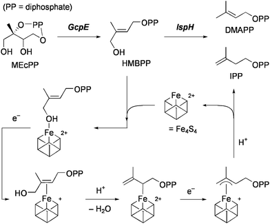Two steps in the isoprenoid biosynthesis and the proposed IspH mechanism.