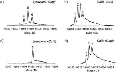 
            Mass spectra of lysozyme and CalB after diazotransfer at pH 11, which was performed without or in the presence of Cu(II). a) Lysozyme without Cu(II), b) CalB without Cu(II), c) lysozyme with Cu(II), and d) CalB with Cu(II). Numbers above the peaks indicate the number of azides that are present in the protein.