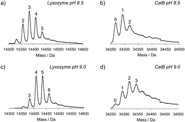 
            Mass spectra of lysozyme and CalB after diazotransfer at pH 8.5 and pH 9.0 in the presence of Cu(II). a) Lysozyme at pH 8.5, b) CalB at pH 8.5, c) lysozyme at pH 9.0, and d) CalB at pH 9.0. Numbers indicate the amount of azides that are present.