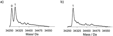 
            Mass spectra of CalB after diazotransfer at pH 8.5 in absence of Cu(II) using 1.75 (a) and 17.5 (b) equivalents of diazotransfer reagent.