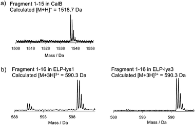 
            Mass spectra of the N-terminal fragments of mono-functionalized (a) CalB, (b) ELP-lys1 and ELP-lys3. Calculated masses are those of unmodified peptides.