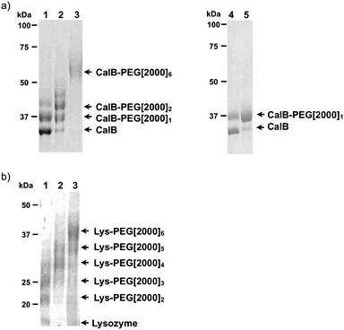 
            SDS-PAGE gel after PEGylation of (a) CalB and (b) lysozyme, after diazotransfer using 1.75 eq of 1 in the presence of Cu(II) at pH 8.5 (lane 1), pH 9.0 (lane 2) and pH 11 (lane 3), and after diazotransfer without Cu(II) at pH 8.5 using 1.75 eq (lane 4) or 17.5 eq (lane 5) of 1.