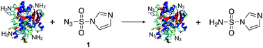 Introduction of azides in proteins using 1 as a diazotransfer reagent.