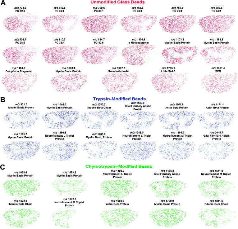 Molecular distribution maps collected from unmodified and trypsin- and chymotrypsin-modified glass beads for peptides detected in spinal cord sections using MALDI-MSI. Masses are (M + H)+. (A) Lipid maps based on mass matches with reported masses34 and maps of endogenous peptides identified using LC-MS/MS and previously reported work.5(B, C) Distribution of peptides formed during protein digest. The peptides are identified by molecular mass matching to the LC-MS/MS data. Overall, the peptide and lipid distributions are consistent among the different bead types and also with previous studies.