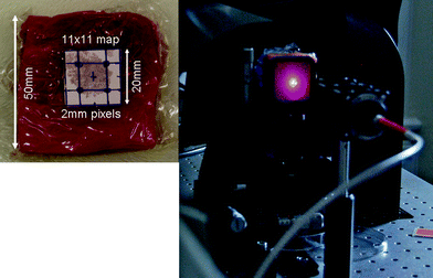 Left: 20 × 50 × 50 mm porcine block with grid used to align injection points for NPs. The image grid was acquired over the 20 × 20 mm square shown by the template (removed for measurements). Right tissue mounting, laser fibre (400 μm core), 2 laser line filters and the laser spot and scattering on the surface of the tissue mounted in the hollow anodised metal bracket.