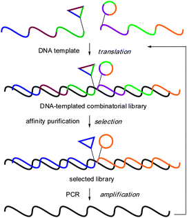 DNA-templated combinatorial assembly, selection and amplification.