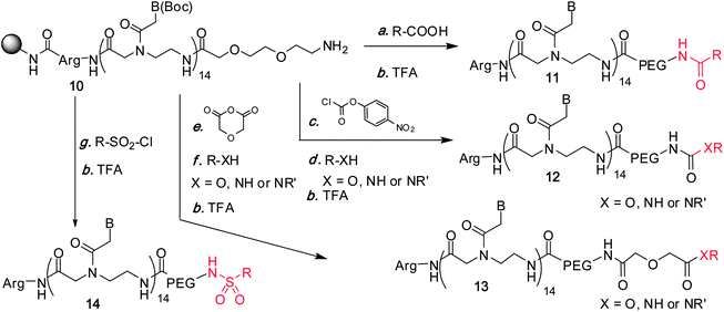 
            Conjugation of bioactive pharmacophores to the N-terminus of PNA.