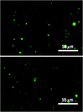 Narrow field views (1000× oil immersion) of pyranine encapsulated vesicles made from 30 mM decanoic acid, 50 mM phosphate, pH 7.25. See Supporting Information for details.