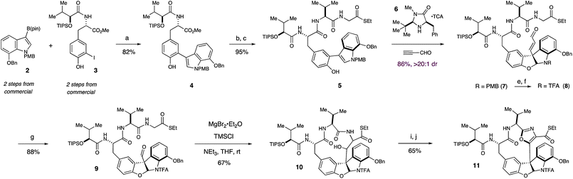 Organocatalytic synthesis of the furanoindoline core and Lewis acid mediated synthesis of left-hand macrocycle of diazonamide A. Reagents and conditions: (a) 5 mol% Pd(dppf)Cl2, K3PO4, dioxane, 40 °C (b) LiOH, THF, MeOH, H2O, rt (c) EDC, HOBt, (S)-S-ethyl 2-(2-amino-3-methylbutanamido)ethanethioate·TFA, NaHCO3, DMF, rt (d) Table 1, entry 5 (e) DDQ, CH2Cl2, pH 7 buffer, 0 °C (f) TFAA, DMAP, CH2Cl2, 0 °C (g) O3, CH2Cl2, MeOH, −78 °C (h) MgBr2·Et2O, TMSCl, NEt3, THF, rt (i) Dess–Martin, CH2Cl2, rt (j) DAST, C6H6, rt.