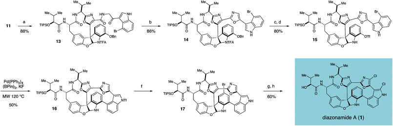 Construction of the second macrocyclic ring, dichloro installation and completion of the total synthesis of diazonamide A (1). Reagents and conditions: (a) AgTFA, NaHCO3, 2-amino-1-(4-bromo-1H-indol-3-yl)ethanone·TFA, DMF, 40 °C (b) PPh3, C2Cl6, NEt3, CH2Cl2, 0 °C (c) BBr3, CH2Cl2, −78 °C (d) PhNTf2, NEt3, CH2Cl2, rt (e) (Bpin)2, KF, 70 mol% Pd(PPh3)4, dioxane:H2O (20 : 1), MW 120 °C (f) NBS, THF; then LiOH, THF, MeOH, H2O (g) NCS, THF, 40 °C; then H2, Pd(OH)2, THF, 40 °C (h) TASF, DMF, rt.
