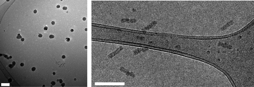 
          Cryo-TEM for enantiomeric (5) (RHS) and racemic (7) assemblies (LHS) formed by self assembly at 65 °C. Scale bar = 200 nm. Note that in the RHS image film formation is also observed at the hole edge and we propose this is an artifact of the cryo-TEM analysis.