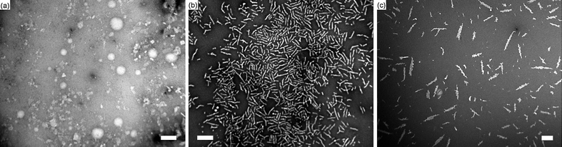 
          TEM data for the self-assembly of polymer3 for 1 h at (a) 25 °C; (b) 60 °C and (c) 95 °C, scale bar = 300 nm.