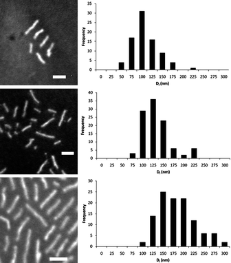 
          TEM images and histograms for cylindrical micelles prepared from self assembly of PAA-b-P(l-LA), 2, at 65 °C in H2O, 0.25 mg mL−1, a) 10 min, b) 20 mins and c) 40 mins. Scale bar = 100 nm.