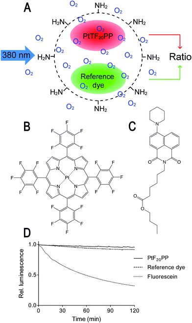 
            (A) Schematic drawing of a ratiometric oxygen-sensitive polystyrene RGB PEBBLE. (B) Chemical structure of the oxygen-sensitive platinum(ii) meso-tetrakis-(pentafluorophenyl)-porphyrinato (PtTF20PP) complex. (C) Chemical structure of the reference dye N-(5-carboxypentyl)-4-piperidino-1,8-naphthalimide butyl ester. (D) Both dyes are much more photostable than the widely used dye fluorescein and bleaching rates are virtually identical.
