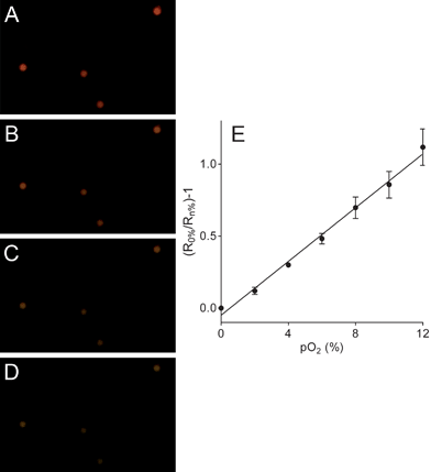 
            (A-D)
            RGB images of RGB PEBBLEs with diameters of 500 nm at 0%, 4%, 8% or 12% oxygen partial pressure. (E) Linear Stern–Volmer plot of the ratio between the red and the green channel of individual RGB PEBBLEs at different oxygen partial pressures. The error bars represent standard deviations between individual RGB PEBBLEs.