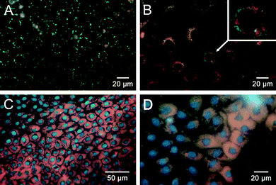 Imaging intracellular oxygen in NRK cells. (A) In the oxygen saturated cell culture medium, RGB PEBBLEs display green fluorescence. (B) After endocytosis (24 h), the colour of RGB PEBBLEs turns from green to red due to the limited oxygen supply in intracellular compartments. The inset shows an enlarged section of a single cell. (C) After 48 h, large amounts of the RGB PEBBLEs have been internalised by the cells. (D) Partial membrane rupture by 2% Triton X-100 releases some RGB PEBBLEs into the cell culture medium where their colour turns from red to green.