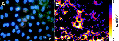 
            RGB image (A) and ratiometric image (B) of the intracellular oxygen distribution. The ratio of the brightness values between the red (oxygen probe) and the green (reference dye) channel is calculated for each pixel in the image and plotted in pseudo-colours.