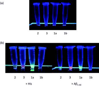 (a) Photographs of complexes 1–3 (25 μM); and (b) complexes 1–3 (25 μM) in the presence of histidine (2.5 mM) and Aβ1−40 fibrils (25 μM, diluted according to monomeric concentration) illuminated using a UV-C lamp respectively. Significant enhancement in fluorescence emission was observed in the presence of histidine and histidine-bearing Aβ1−40 fibrils.
