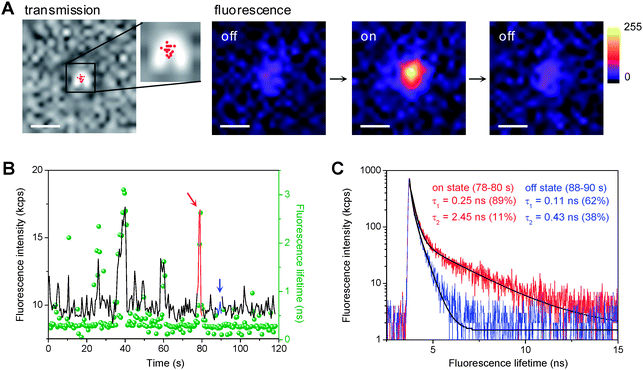 (A) Optical transmission of a single 8 nm Au/TiO2 particle immobilized on a cover glass and fluorescence images of the same particle in Ar-saturated DN-BODIPY solution (2.0 μM in methanol) under 488 nm laser (I488 = 0.1 kW cm−2) and UV irradiation (IUV = 0.5 W cm−2). The fluorescence images display a series of successive images exhibiting on and off events. The acquisition time of an image was 50 ms. The scale bars are 500 nm. The red dots in the transmission image indicate the location of fluorescence bursts. The accuracy of the location was about 20–30 nm. (B) Typical trajectories of fluorescence intensity (black) and lifetime (green, bin time is 500 ms) observed for a single 8 nm Au/TiO2 particle in Ar-saturated DN-BODIPY solution (2.0 μM, methanol) under 485 nm laser (I488 = 2 kW cm−2) and UV irradiation (IUV = 0.5 W cm−2). (C) Fluorescence decay profiles of the burst emission and background emission in the time regions indicated by red and blue in panel B, respectively. Black lines indicate biexponential curves fitted to the data.