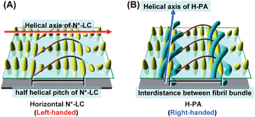 (A) Model structure of the horizontal N*-LC and (B) the formation mechanism of horizontally aligned H-PA in the horizontal N*-LC. The N*-LC molecules and the H-PAs are represented as ellipsoid bodies and blue tubes, respectively.