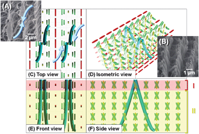 
            SEM images and formation mechanism of the vertically aligned H-PA (inverted V-shape fibrils) in the vertical N*-LC. (A), (B) SEM images of H-PA fibrils of the ridge line synthesised in the vertical N*-LC. Formation mechanism of the horizontally aligned H-PA in the horizontal N*-LC, showing (C) top, (D) isometric, (E) front and (F) side views. The N*-LC molecules and the H-PAs are represented as cuboid blocks and blue tubes, respectively. The fibril morphology shows the ridge line like an inverted V-shape.