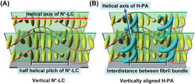 Schematic representation of (A) the vertical N*-LC and (B) the vertically aligned H-PA. The N*-LC molecules and the H-PAs are represented as ellipsoid bodies and blue tubes, respectively.