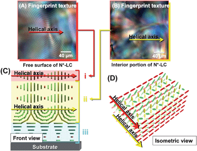 
            POM photographs of the vertical N*-LC (system 3). (A) The fingerprint texture observed at the surface of the vertical N*-LC and (B) the fingerprint texture observed in the inner layer of the vertical N*-LC. (C) The cross section of model structure of the vertical N*-LC and (D) the schematic representation of the vertical N*-LC. The N*-LC molecules are represented as cuboid blocks.