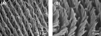 
            SEM images of H-PAs synthesised in the N*-LC containing (S)-(PCH506)4-Binol. (A) Horizontally aligned H-PAs prepared in system 2 [PCH506: (PCH50)26: (S)-(PCH506)4-Binol = 100: 5: 1.0] and (B) vertically aligned H-PA prepared in system 3 [PCH506: (PCH50)26: (S)-(PCH506)4-Binol = 100: 5: 0.5].