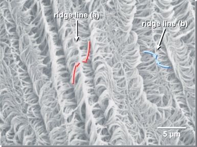 
            SEM images of H-PAs synthesised in the vertical N*-LC (system 4) [PCH506: (PCH50)26: (S)-(PCH506)4-Binol = 100: 5: 0.2]. The fibrils are composed of two types of ridge lines: one line resembles an arch abbreviated as a “ridge line (a)”, and the other line resembles a horn abbreviated as a “ridge line (b)”.