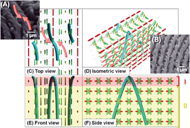 
            SEM images and formation mechanism of the vertically aligned H-PA (inverted U-shape fibrils) in the vertical N*-LC. (A), (B) SEM images of H-PA fibrils of the ridge line synthesised in the vertical N*-LC. Formation mechanism of the horizontally aligned H-PA in the horizontal N*-LC, showing (C) top, (D) isometric, (E) front and (F) side views. The N*-LC molecules and the H-PAs are represented as cuboid blocks and blue tubes, respectively. The fibril morphology shows the ridge line like an inverted U-shape.