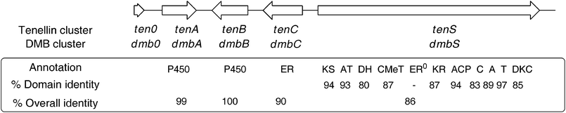 Comparison of the tenS and dmbSgeneclusters. See Scheme 1 for domain abbreviations. Identities at peptide level.