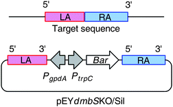 Dual KO/silencing strategy used for investigation of dmbS function: PtrpC - trpC Promoter; PgpdA, gpdA Promoter; Bar, glufosinate resistance structural gene; RA, right arm; LA, left arm.