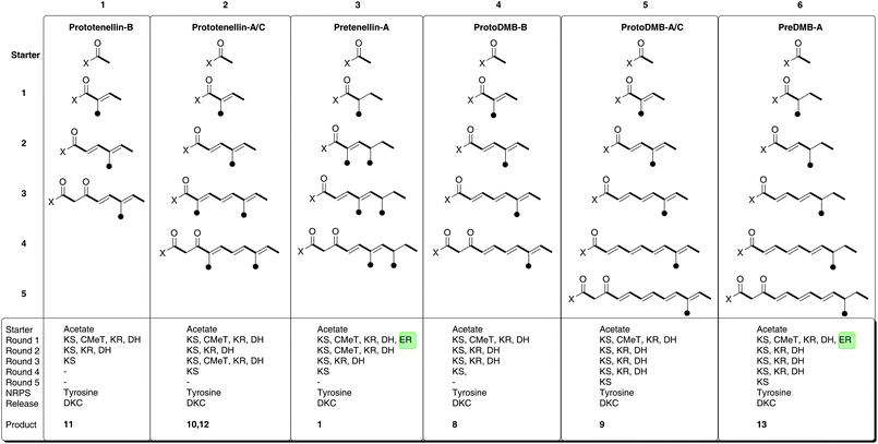 Programming evident during the operation of TENS and DMBS.