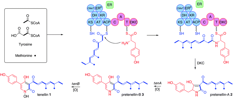 Biosynthesis of tenellin: KS, β-ketoacyl synthase; AT, acyltransferase; DH, dehydratase; ER, enoyl reductase; ER0, defective enoyl reductase; CMeT, C-methyltransferase; KR, β-ketoacylreductase; ACP, acyl carrierprotein; C, condensation; A, adenylation; T, thiolation, DKC, Dieckmann cyclase. Blue, PKS; red, NRPS; green, trans-actingER.