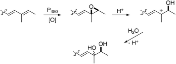 Formation of diols9 and 12 as mixtures of diastereomers.