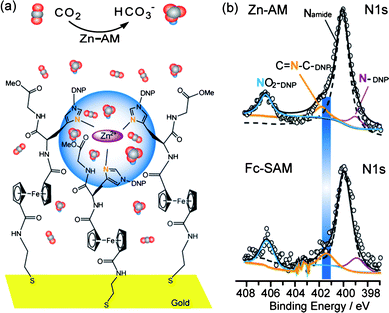 (a) The expected schematic representation of CO2 hydration catalyzed by Zn-AM on gold electrode. The blue area indicates the active center. The line-model represents the CO2 molecule, and the triangle-model represents the HCO3− ion. (b) Comparison between the detailed N1s spectra for SAM-Fc and Zn-AM on gold substrate. Open circles stand for experimental raw data, black solid lines for the total fit, orange solid lines for the fitted peaks of the free Nimi, purple solid lines for the fitted peaks of the Nimi protected by DNP, cyan solid lines for the fitted peaks of NO2 on DNP and the black dash lines for the fitted peaks of amide N. The blue rectangle emphasized the shift of the free Nimi between SAM-Fc and Zn-AM.