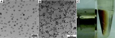 
          Transmission electron micrograph (TEM) images of (A) as-prepared iron oxide nanoparticles and (B) 6. (C) Optical image of 6 attracted by a magnet.