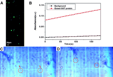 (A) Fluorescent image of the conjugate of 6 and GFP-TEV-HA-GST; (B) GST activity (assay conditions: 50mM Tris/NaCl, pH 8.0, 2 mM GSH, 2 mM chlorodinitrobenzene) indicated by the increase of UV-Vis absorption at 340 nm. (C, D) Optical images (10×) of the magnet-guided migration of HeLa cells in trypan blue solution: (C) t = 0 s and (D) t = 1 s. The migrating cells are white, indicating that they remain viable in the presence of the conjugate of 6 and GFP-TEV-HA-GST. The magnet (not shown) was placed on the upper sides of (C), (D).