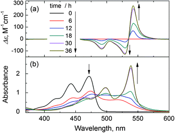 Traces of (a) CD and (b) absorption spectra during the J-aggregation process of PDA (50 μM) (mediated by l-tartaric acid, 0.5 mM) in aqueous CTAB (5 mM) solution at 17 °C within 36 h.