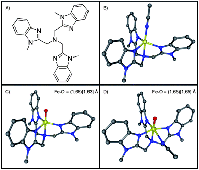 (A) Schematic drawing of Me3NTB ligand. (B) X-ray structure of [Fe(Me3NTB)(CH3CN)]2+ (see ESI, Table S2). (C) DFT calculated structure of [Fe(O)(Me3NTB)]2+ with a trigonal bipyramidal geometry (3TBP) (see ESI, Table S17). (D) DFT calculated structure of [Fe(O)(Me3NTB)(CH3CN)]2+ with an octahedral geometry (3OCT) (see ESI, Table S20). Hydrogen atoms are omitted for clarity. Calculated Fe–O distances are shown for the lowest energy structures of (S = 2) and [S = 1].