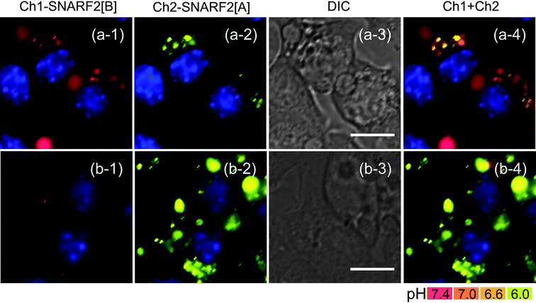 
            Fluorescence imaging of pH changes in phagosomal lumen with G5-SNARF2-Ac. RAW 264.7 cells were at rest in DMEM containing 300 μg mL−1G5-SNARF2-Ac before PMA (4 μg mL−1) was added to stimulate phagocytosis. Fluorescence emission from basic and acid forms of SNARF2 are displayed in Ch1-SNARF2[B] and Ch2-SNARF2[A], respectively. A pH profile is generated from merging the signal from Ch1 and Ch2. Row (a) shows an image taken 15 min after the onset of phagocytosis. Cells are populated by early phagosomes which have a basic to neutral pH. Row (b) shows progressive acidification in phagosomal lumen after cells in row (a) were incubated in fresh media for another 30 min. Column (1) Ch1 filter set (600: 670–710), (2) Ch2 filter set (550: 570–640), (3) DIC image, scale bar = 10 μm, and (4) overlay image of Ch1 and Ch2, nuclear staining with Hoechst 33342.