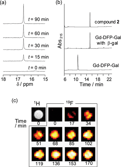 
            Detection of β-gal activity by Gd-DFP-Gal. (a) Time-dependent 19F NMR spectral change of Gd-DFP-Gal (1 mM) under incubation with β-gal. Sodium trifluoroacetate was used as the internal standard (0 ppm). (b) Confirmation of the enzymatic cleavage by RP-HPLC (eluent: H2O–acetonitrile containing 0.1% TFA). (c) Time course of the density-weighted 19F MR phantom images of Gd-DFP-Gal (1 mM) at 37 °C after β-gal was added.