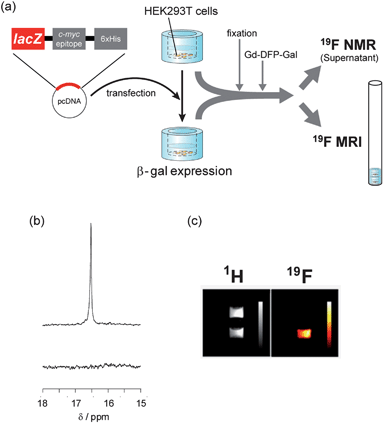 
            19F NMR and 19F MRI detection of gene expression in HEK293T cells. (a) Illustration of the experimental procedures for the 19F NMR and 19F MRI measurements. (b) 19F NMR spectra of the culture medium containing 1 mM Gd-DFP-Gal incubated with fixed cells expressing (top) or not expressing (bottom) β-gal. (c) 1H (left) and 19F (right) MR images of culture vessels containing 1 mM Gd-DFP-Gal fixed cells. Color scale bars were inserted in the images.