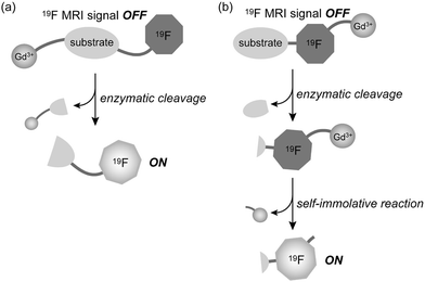 Two 19F MRI probe design strategies using PRE cancellation by (a) enzymatic cleavage of the substrate linker, and (b) enzyme activity-induced self-immolative reaction.