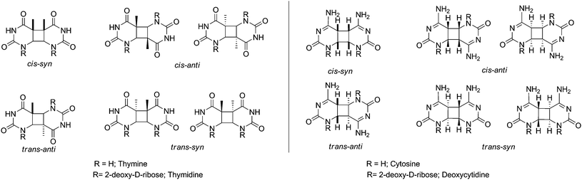 Structures of all possible homodimers formed after UVA-photosensitised irradiation of Pyr.