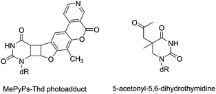 Structures of byproducts obtained upon photosensitisation of Thd with PyPs (left) or acetone (right).