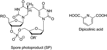 Structures of SP photoproduct and of dipicolinic acid.